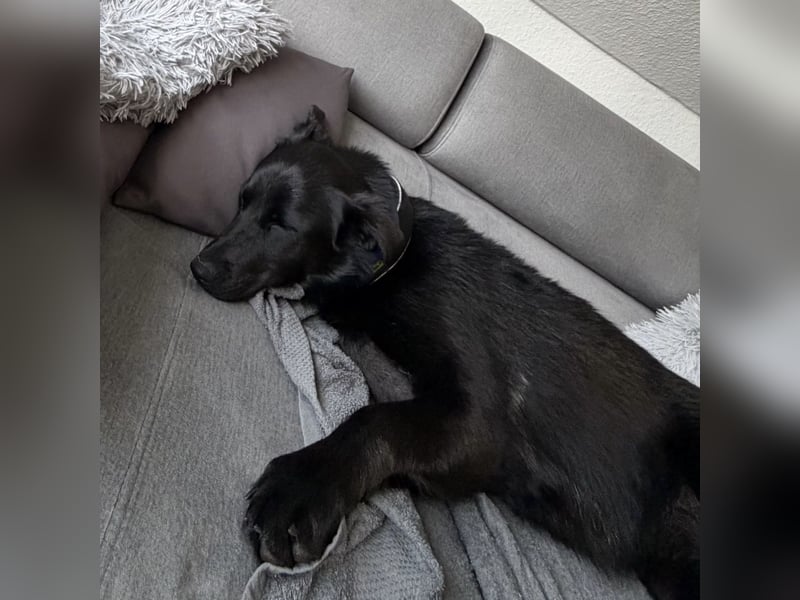 Yoni - ein Traumhund verliert ihr Zuhause