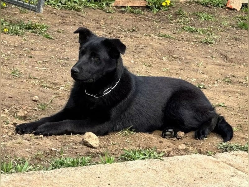 Yoni - ein Traumhund verliert ihr Zuhause