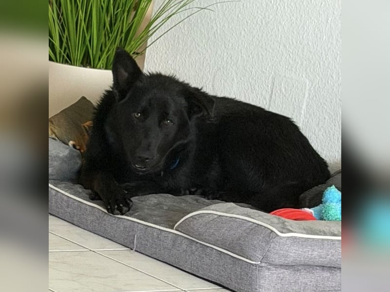Yoni - ein Traumhund verliert ihr Zuhause