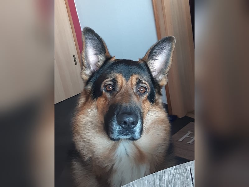 Australian-German Shepperd