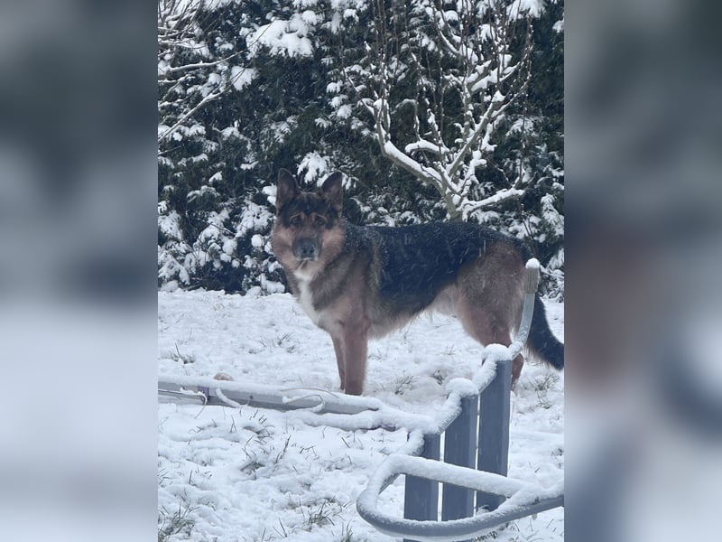 Australian-German Shepperd