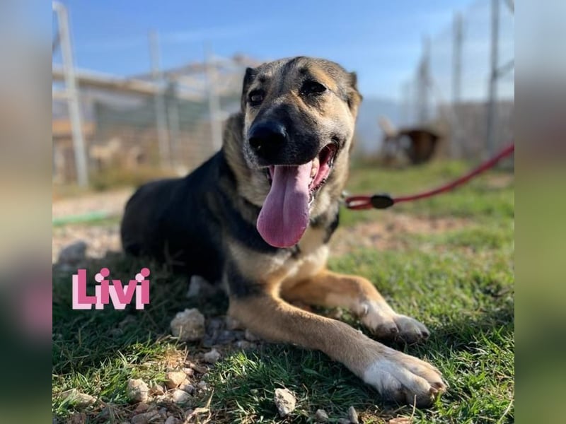 Livi, 02/22 – Traum-Schäfi-Dame auf der Suche nach ihren Menschen