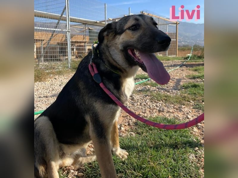 Livi, 02/22 – Traum-Schäfi-Dame auf der Suche nach ihren Menschen