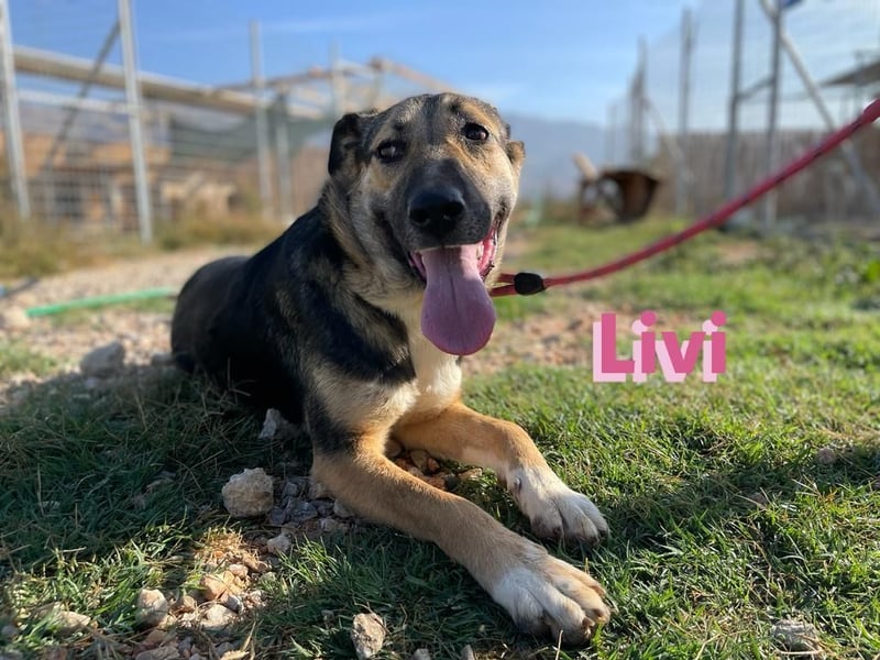 Livi, 02/22 – Traum-Schäfi-Dame auf der Suche nach ihren Menschen