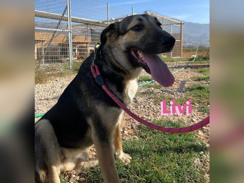 Livi, 02/22 – Traum-Schäfi-Dame auf der Suche nach ihren Menschen