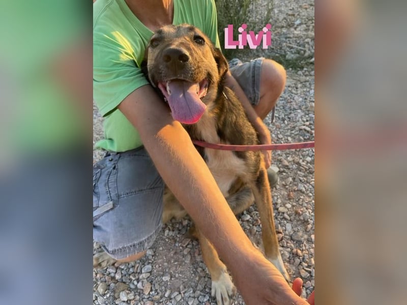 Livi, 02/22 – Traum-Schäfi-Dame auf der Suche nach ihren Menschen