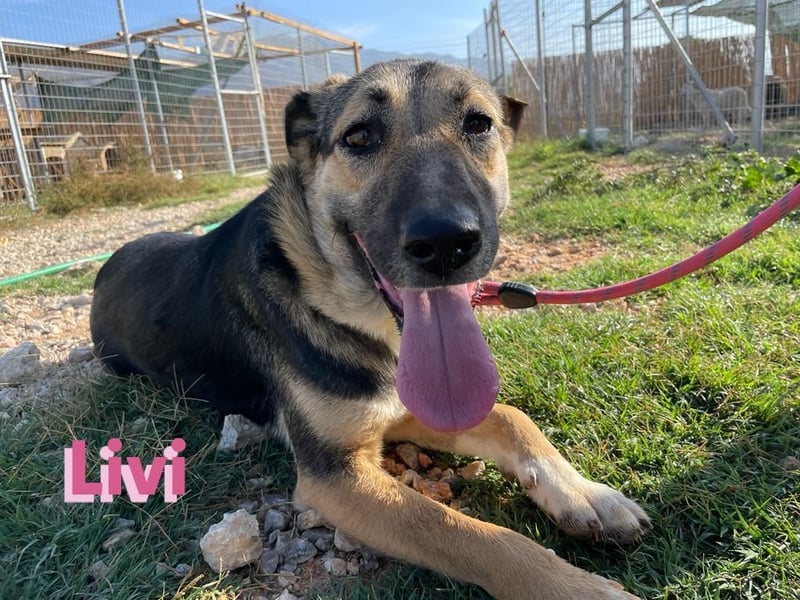 Livi, 02/22 – Traum-Schäfi-Dame auf der Suche nach ihren Menschen