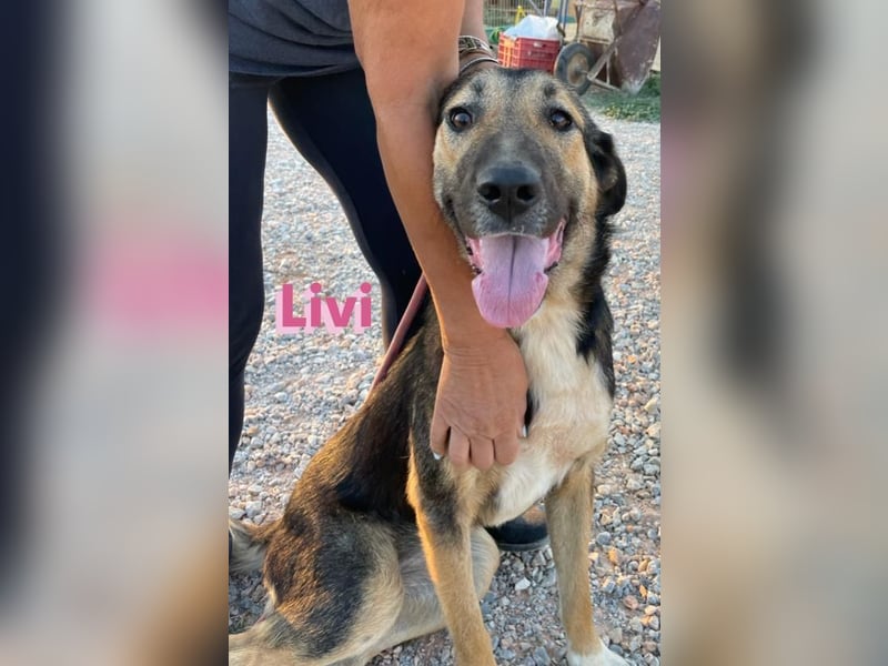 Livi, 02/22 – Traum-Schäfi-Dame auf der Suche nach ihren Menschen