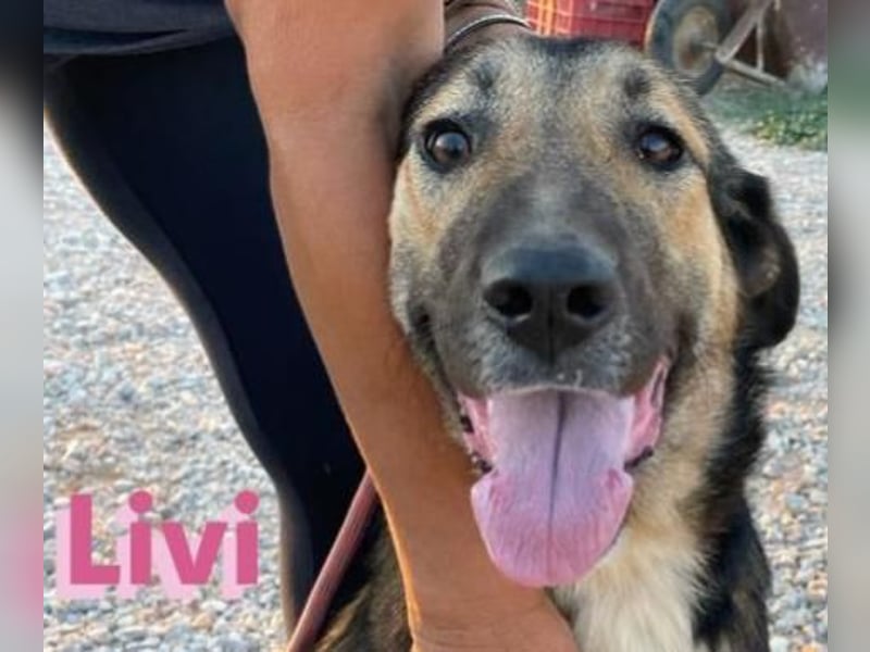 Livi, 02/22 – Traum-Schäfi-Dame auf der Suche nach ihren Menschen