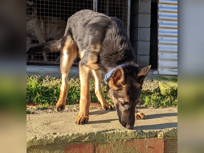Tizon(TO) wunderschöner, verspielter junger Bube