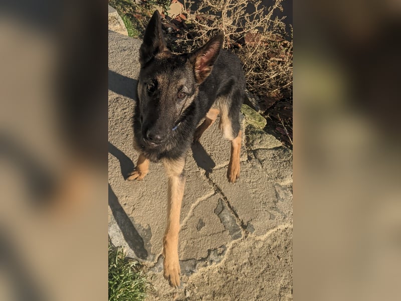 Tizon(TO) wunderschöner, verspielter junger Bube