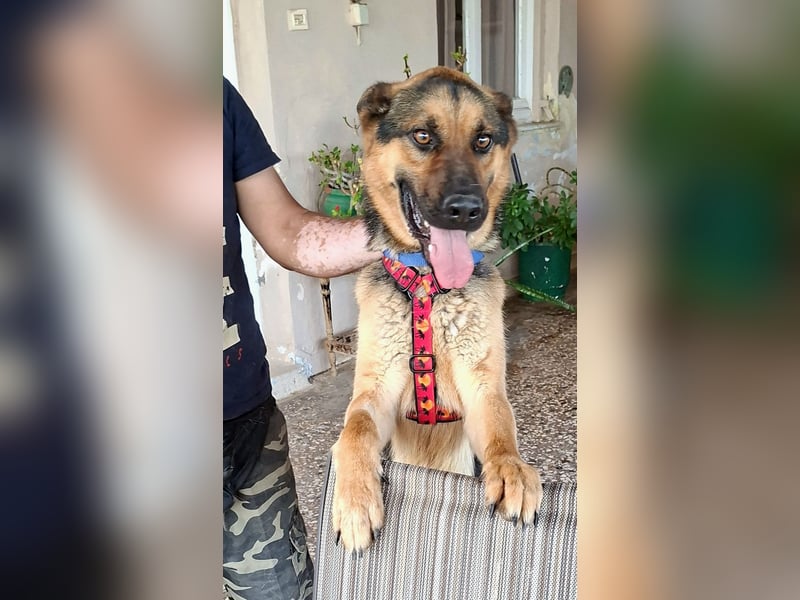 Fritz ist ein traumhafter Schäfi