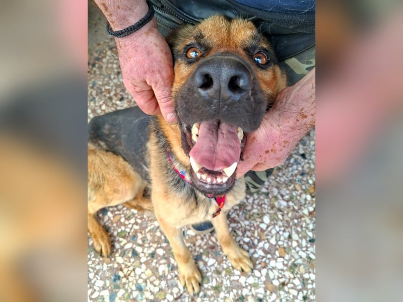 Fritz ist ein traumhafter Schäfi