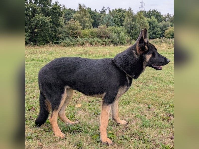 Tolle, junge Deutsche Schäferhündin Hora sucht Familie