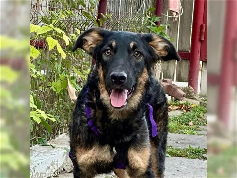 Enola - junge Schäferhundemixdame