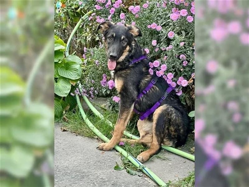 Enola - junge Schäferhundemixdame