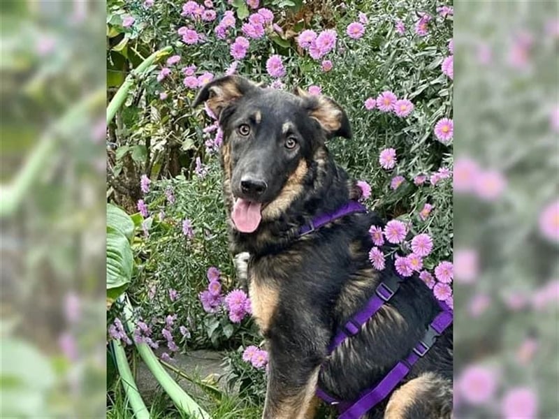 Enola - junge Schäferhundemixdame