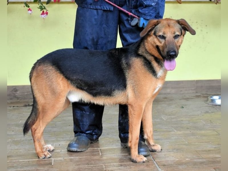 Benjard -SOS -  Der Mut der Verzweiflung