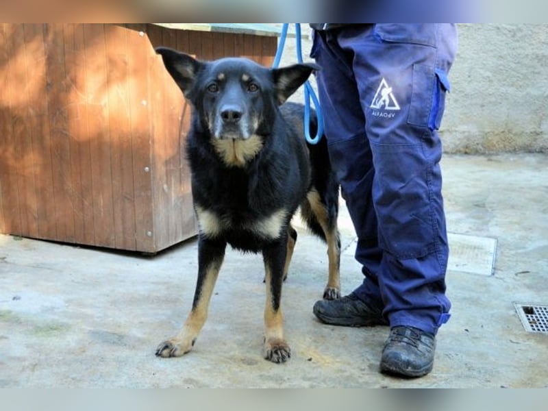 Athena - bittet um eine Chance