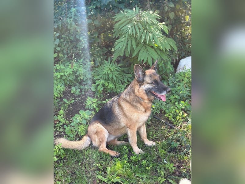 Regina - Loyalität sucht Neuanfang