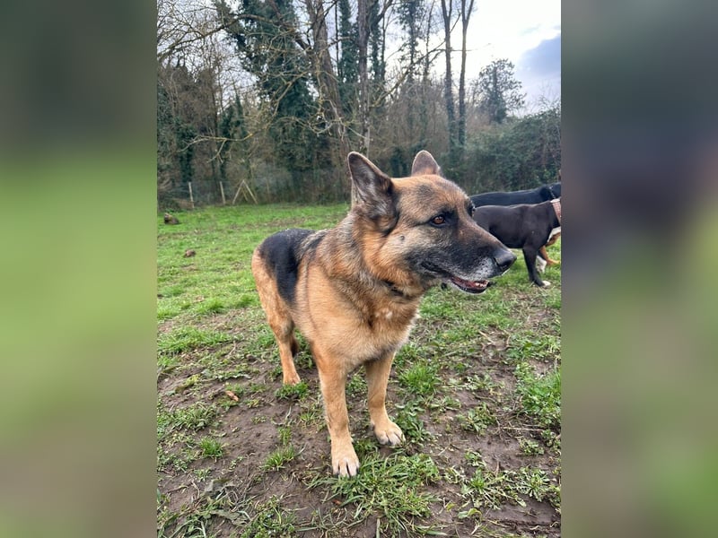 Regina - Loyalität sucht Neuanfang