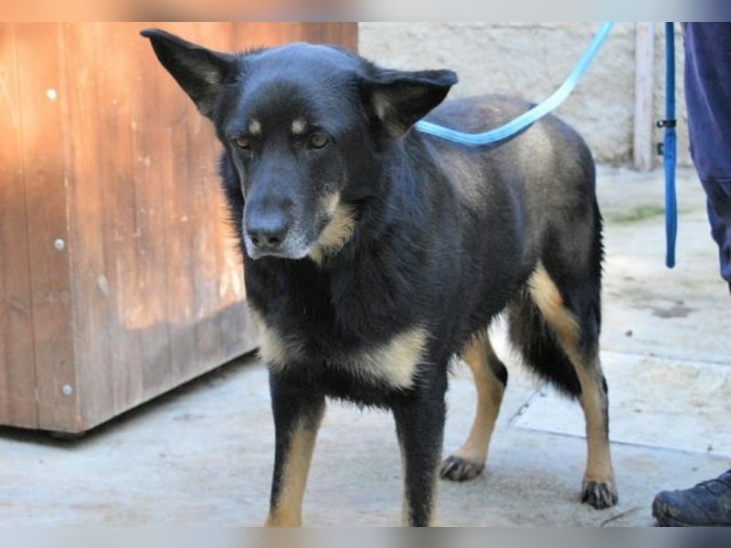 Athena - bittet um eine Chance