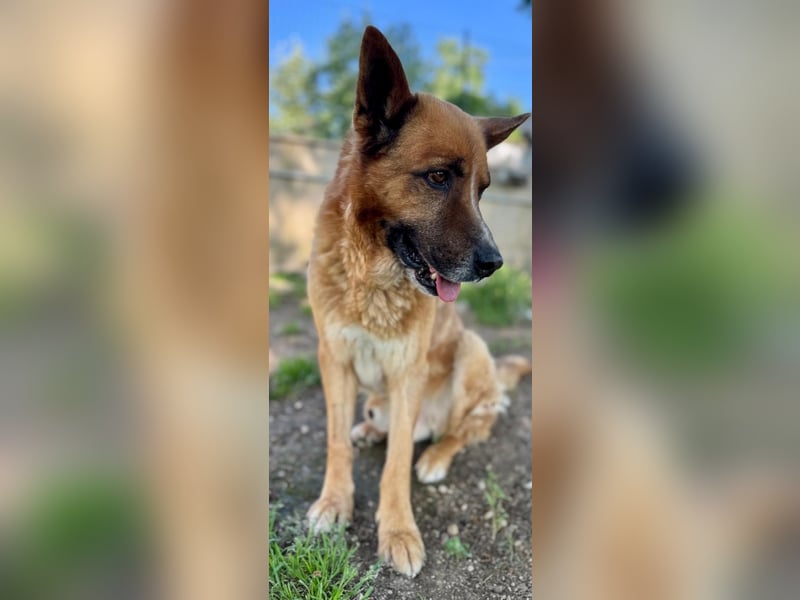 Boh - NOTFALL - Zurück im Leben