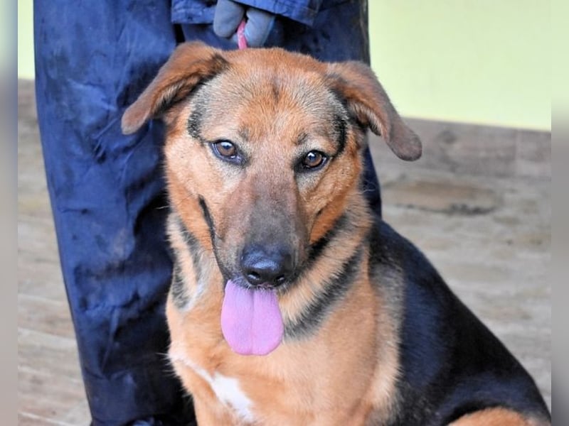 Benjard -SOS -  Der Mut der Verzweiflung