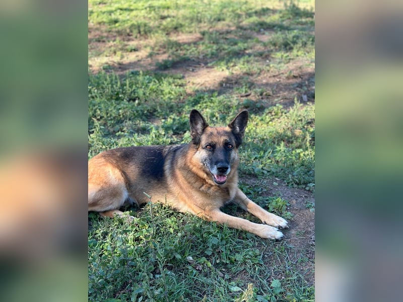 Regina - Loyalität sucht Neuanfang