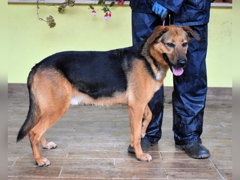 Benjard -SOS -  Der Mut der Verzweiflung