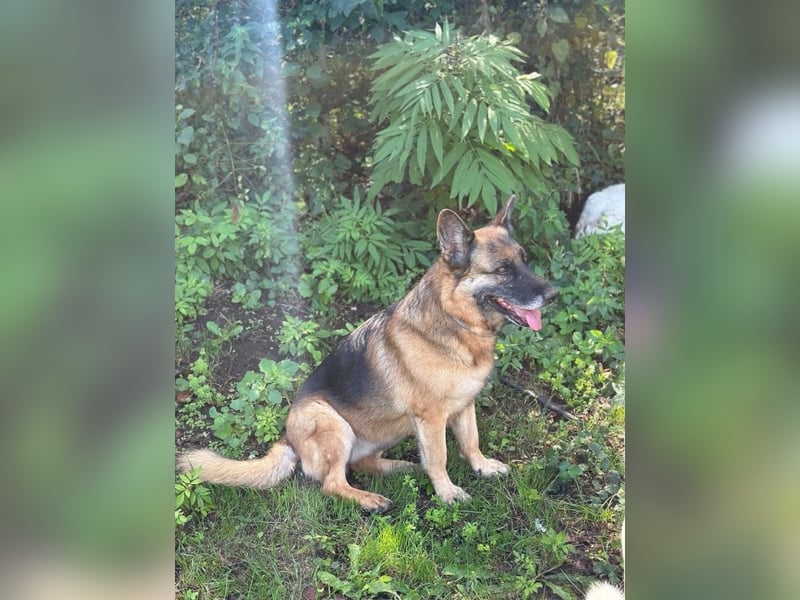 Regina - Ihre Majestät die Königin von Latio ...