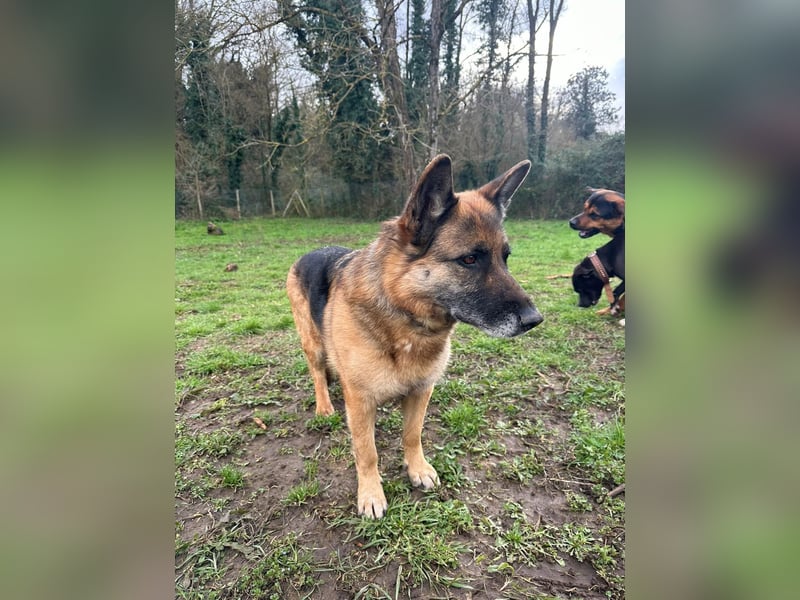 Regina - Loyalität sucht Neuanfang