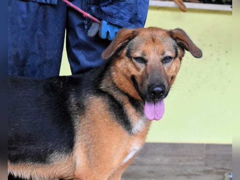 Benjard -SOS -  Der Mut der Verzweiflung