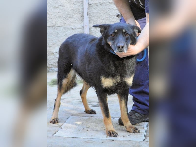 Athena - bittet um eine Chance