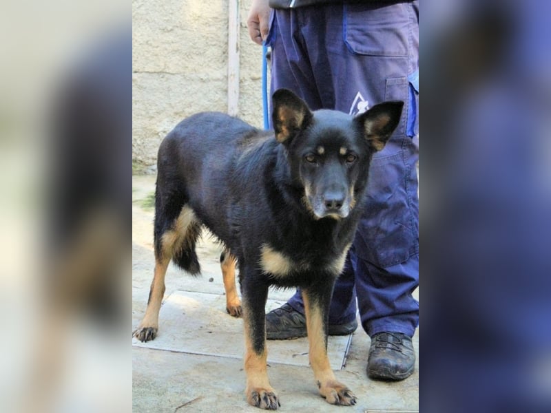 Athena - bittet um eine Chance