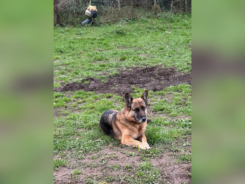 Regina - Loyalität sucht Neuanfang