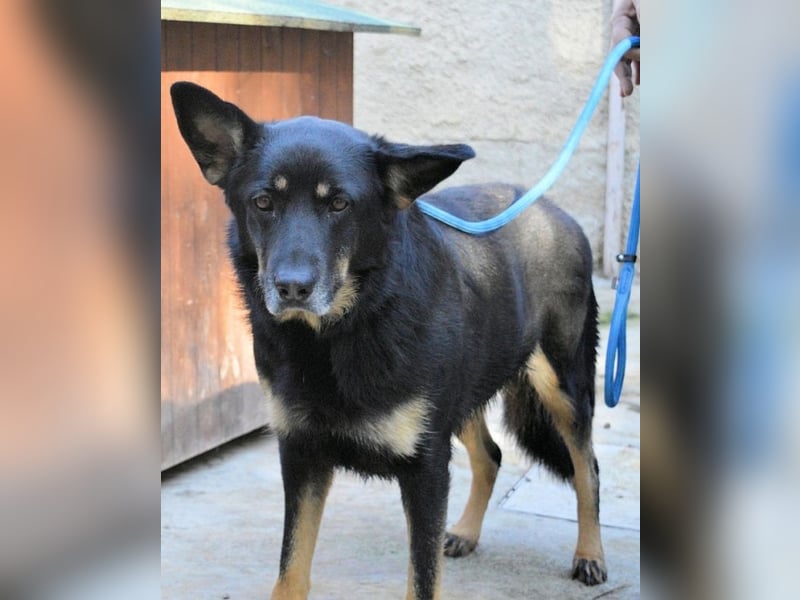 Athena - bittet um eine Chance