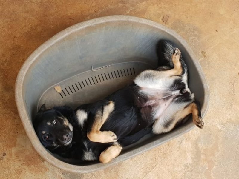 Athena - bittet um eine Chance