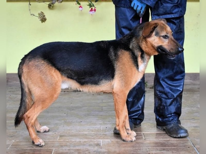 Benjard -SOS -  Der Mut der Verzweiflung