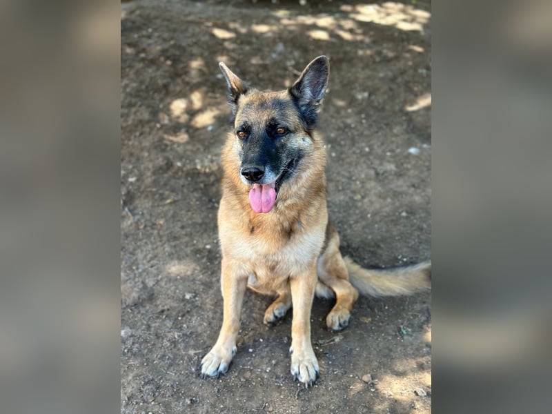 Regina - Loyalität sucht Neuanfang