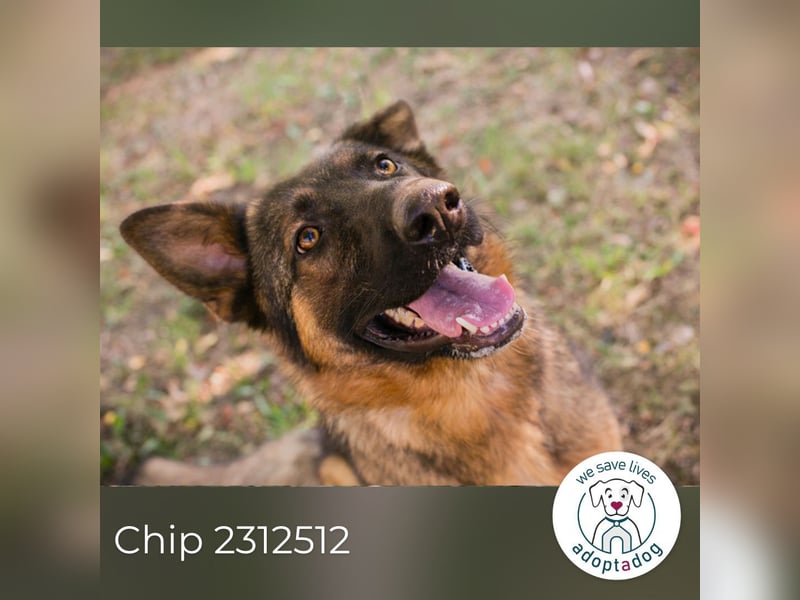 Chip 2312512: Sucht ein Zuhause