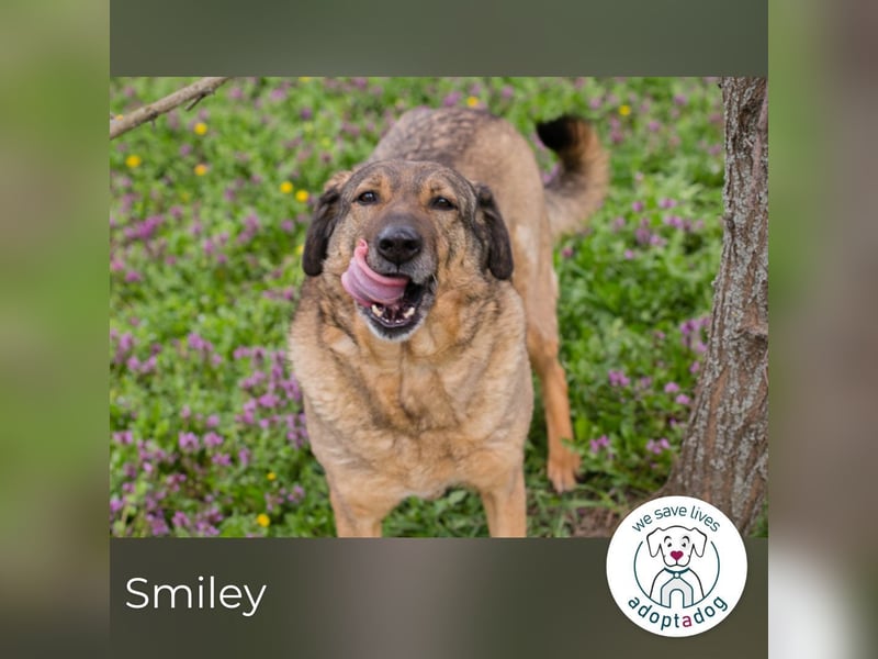 Smiley 2153066 sucht ein zu Hause