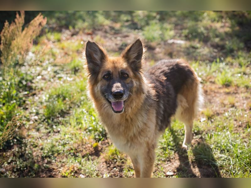Chip 290174 sucht ein Zuhause
