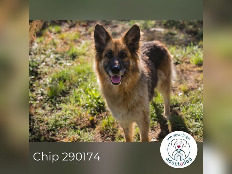 Chip 290174 sucht ein Zuhause