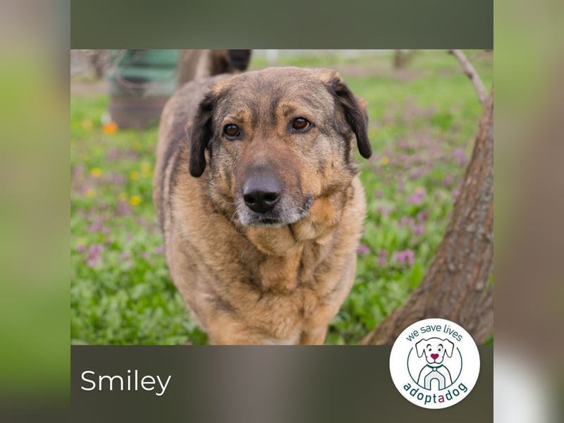 Smiley 2153066 sucht ein zu Hause