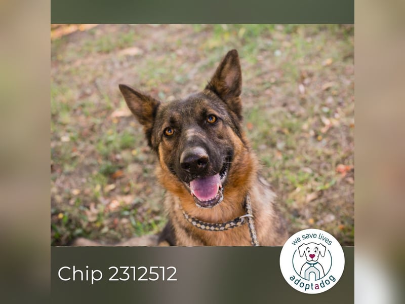 Chip 2312512: Sucht ein Zuhause