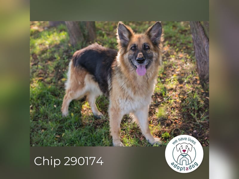 Chip 290174 sucht ein Zuhause