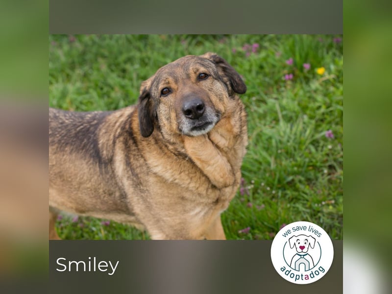 Smiley 2153066 sucht ein zu Hause
