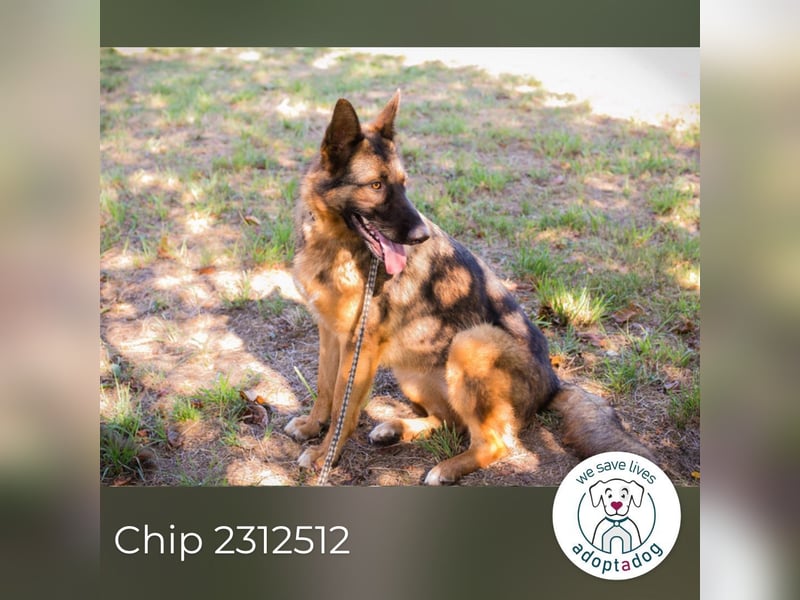 Chip 2312512: Sucht ein Zuhause