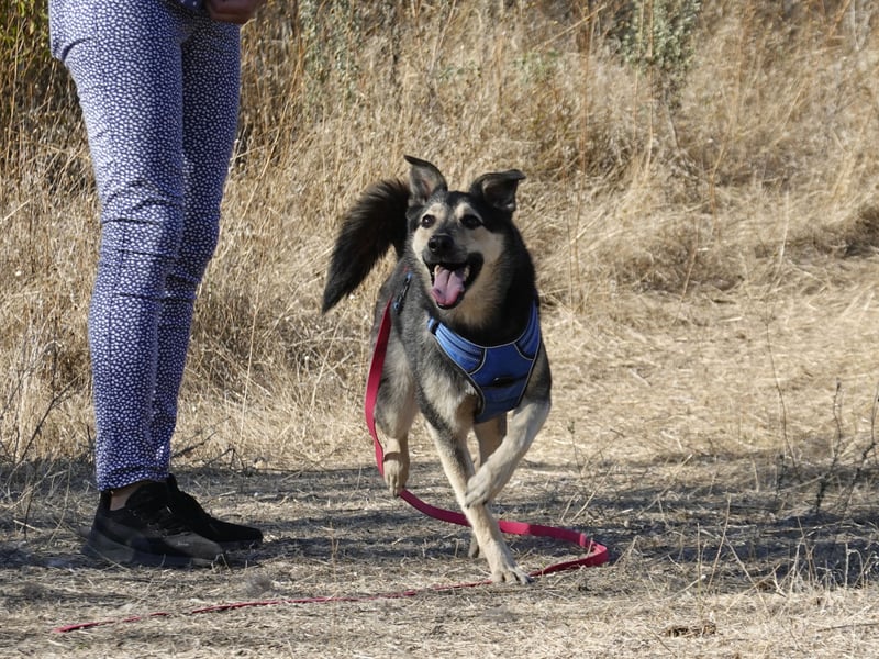 Chappy sucht seine Menschen